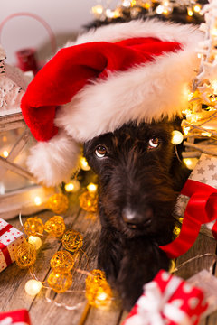Black dog in santa outfit.