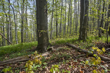 Naklejka premium Path trough forest
