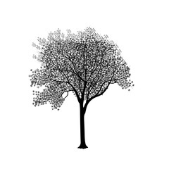 Silhouette: an ash-tree with leaves