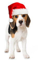 Beagle Welpe mit Weihnachtsmütze