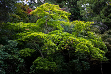 Japanese green tree