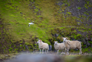 Fototapeta na wymiar Icelandic goats on Akrafjall mountain in Iceland
