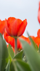 Naklejka premium Beautiful tulips in a Dutch landscape.