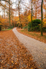 Pathway in the autumn forest..