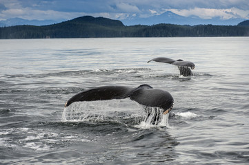 Naklejka premium Double Humpback Whale Flukes, Alaska