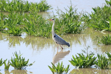 Ardea cinerea fishing in the lagoon