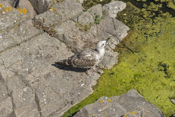 Seagull on the dirty sea coast