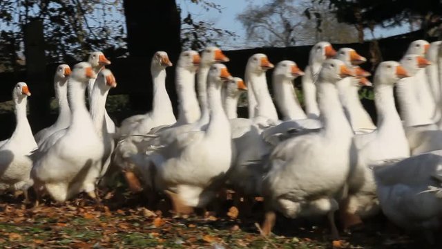 Gaggle of geese running in leaves
