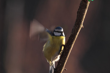 Blue tit taking off from branch