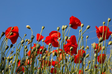 Poppies on blue sky 