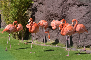 Grupo de flamingos