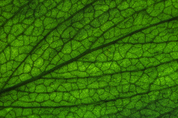 Obraz premium macro view of the fresh green leaf 