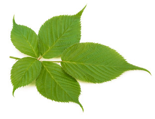 Blackberry leaf isolated on a white background with clipping path