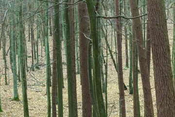 Fototapeta premium Close up of trees trunks in fall forest