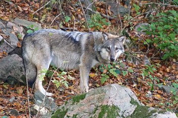 Naklejka na ściany i meble Grey wolf (Canis lupus)
