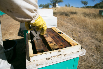 Beekeeper working on the apiary