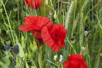 Red Poppies, Papaveroideae, growing wild  in the Hedgerow.