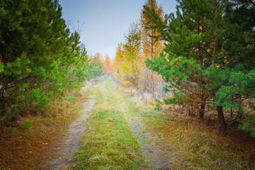 Early winter forest