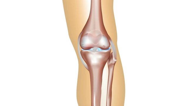 Osteoarthritis formation from normal knee joint anatomy till damaged