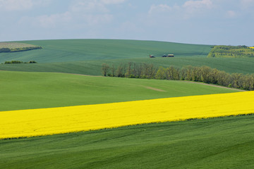 Obraz premium natural landscape with green and yellow fields under blue sky