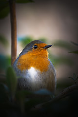 Robin