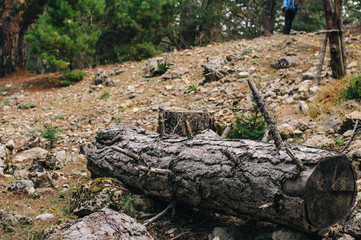 Old broken tree on the ground