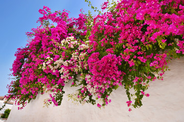 pink bougainvillea flower at a Sifnos island Greece - obrazy, fototapety, plakaty