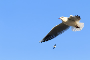 flying seagull in blue sky