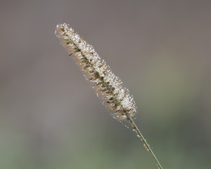 dew drops on wildflower
