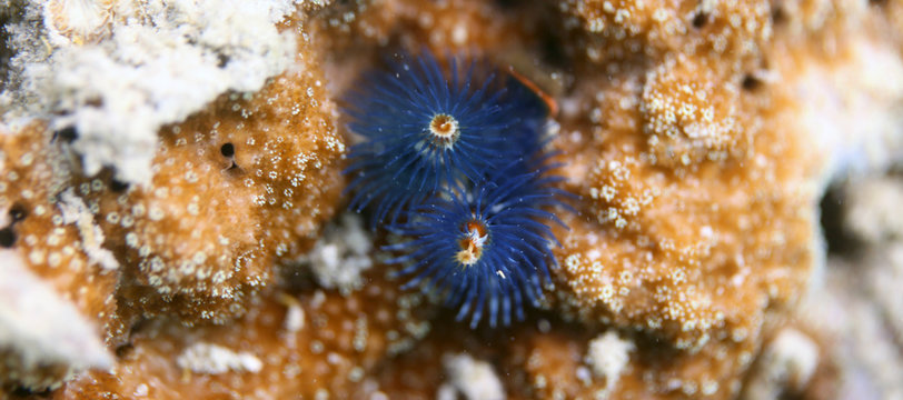 underwater wonders - beautiful blue christmas tree worm