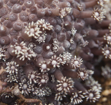 underwater wonders - beautiful goniopora coral