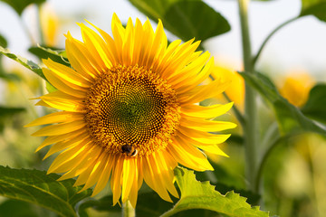 Obraz premium Biene auf Sonnenblume