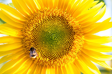 Biene auf Sonnenblume © gePFÖHLERt