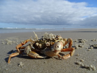 Orange crab on the coast beach of Terschelling, Netherlands