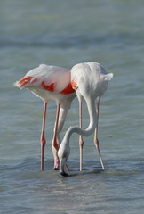 Fototapeta premium Greater Flamingos in Arad bay Bahrain