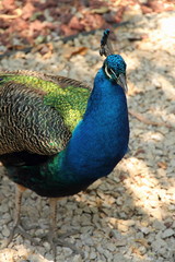 Fototapeta premium Pavo real