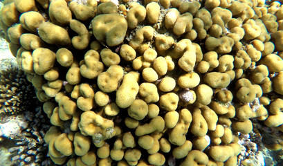 Yellow coral colony in saltwater of the Red Sea, Egypt