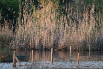 Marshes at sunset