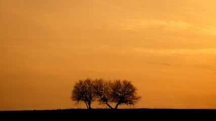 Silhouette zweier Bäume auf einer Wiese mit Sonnenuntergang