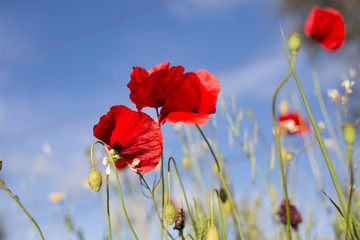 Obraz premium Poppies on blue sky