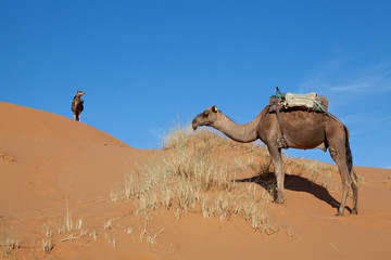 Camels in desert Sahara