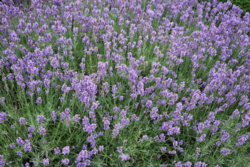 Fototapeta premium Cultivation of Lavandula angustifolia