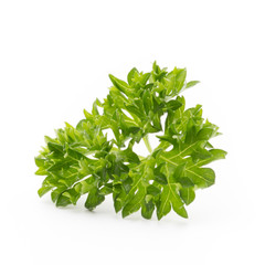 Parsley herb isolated on white background.