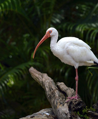 White Ibis