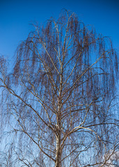 birch tree in blue sky