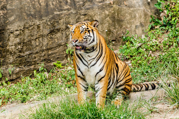 Bengal Tiger in forest