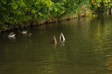 Swans, Autumn landscape, Calm swan floating, Kunratice, Seberak, Prague, Czech Republic, Central Europe