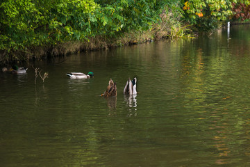 Swans, Autumn landscape, Calm swan floating, Kunratice, Seberak, Prague, Czech Republic, Central Europe