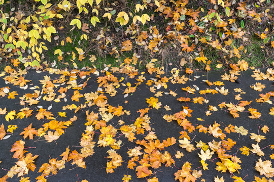 Colorful leaves, Petrin and Kinsky parks, Prague, Czech Republic, Central Europe