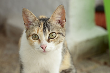 Cat looking with the eyes wide open